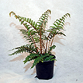 Tassel Fern,